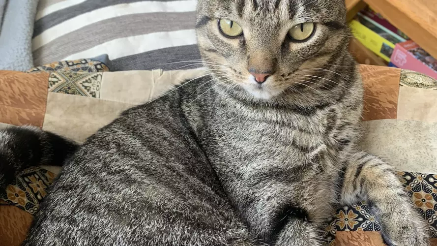 Winston